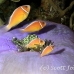 anemonefish_pink_jr_mb_h_0272_png3683.jpg